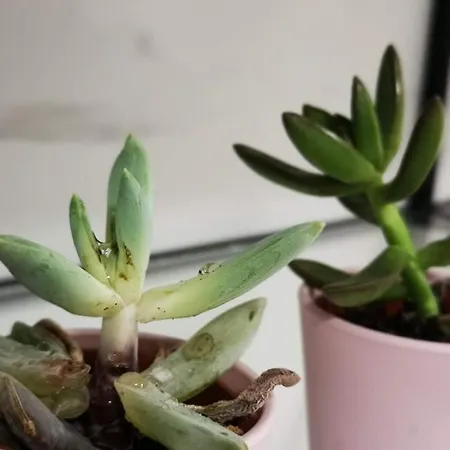 Nemesis Lejlighed Larnaca