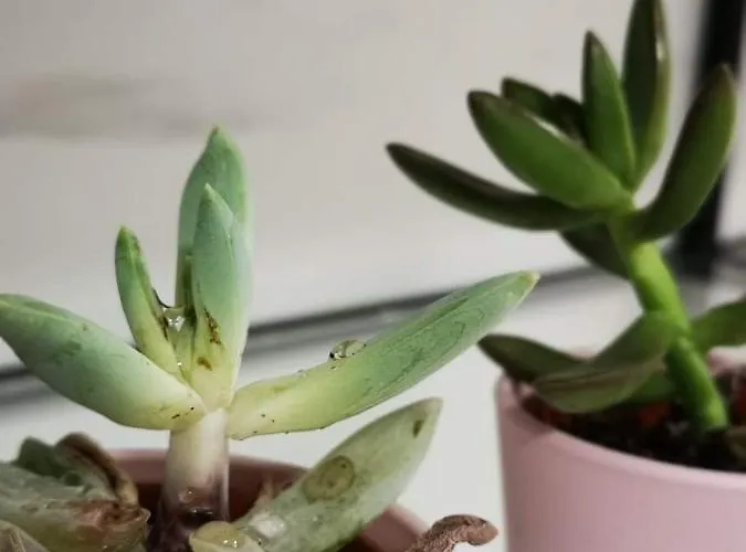 Nemesis アパート ラルナカ